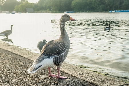 Duck river animal feather Photo