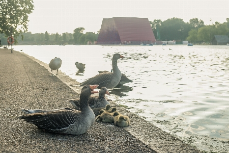 Duck river animal feather Photo