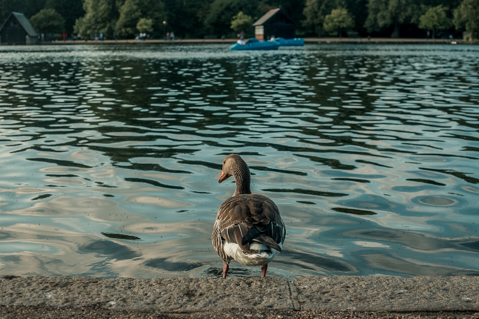 Canard rivière animal plume