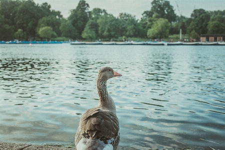 Duck river animal feather Photo