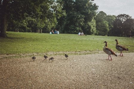 Duck park walk tree Photo