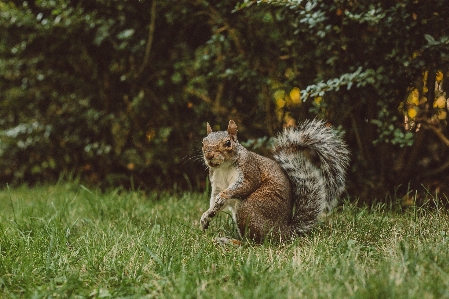 Eichhörnchen gras sehen suchen Foto