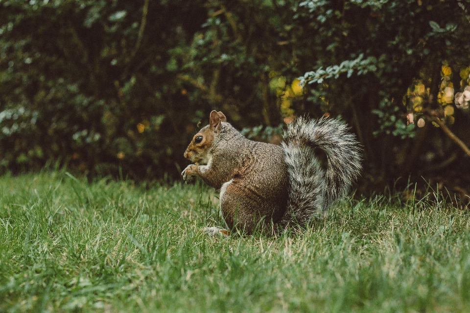 Squirrel grass look looking