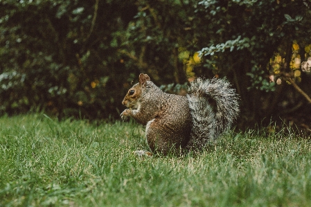 Eichhörnchen gras sehen suchen Foto