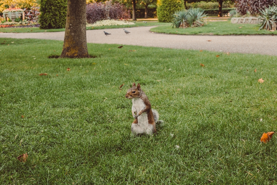 Squirrel grass look looking