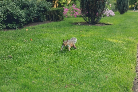 Squirrel running grass jump Photo