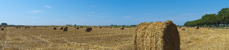 Yellow sun harvest straw