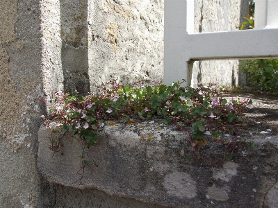 France fence flowers summer Photo