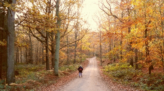 Foto Bosque otoño paisaje natural
 gente en la naturaleza
