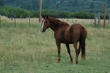 Horse animals equestrian field Photo