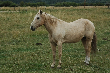 Horse animals equestrian field Photo