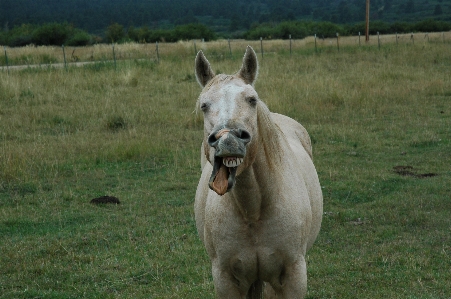 Photo Cheval animaux équestre champ