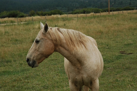 Horse animals equestrian field Photo