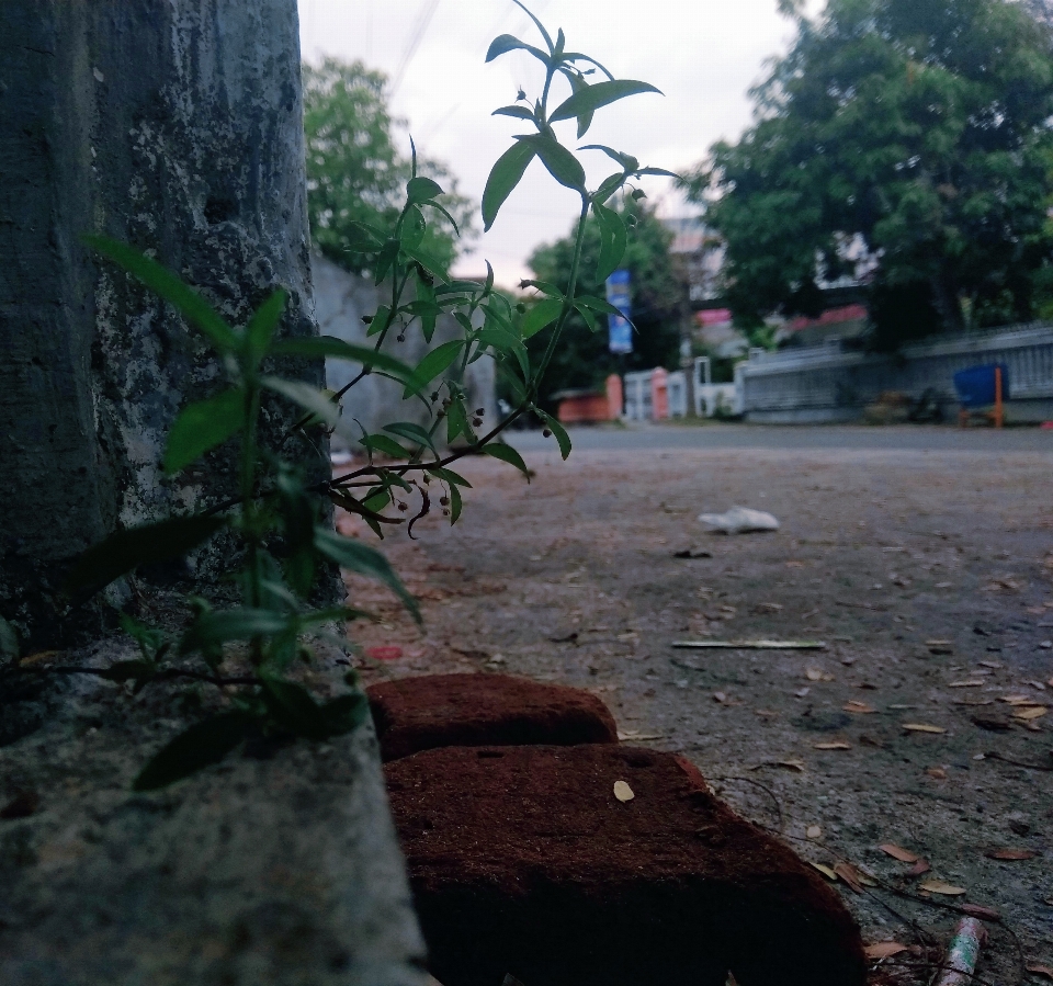 Natura drzewo poranek liść