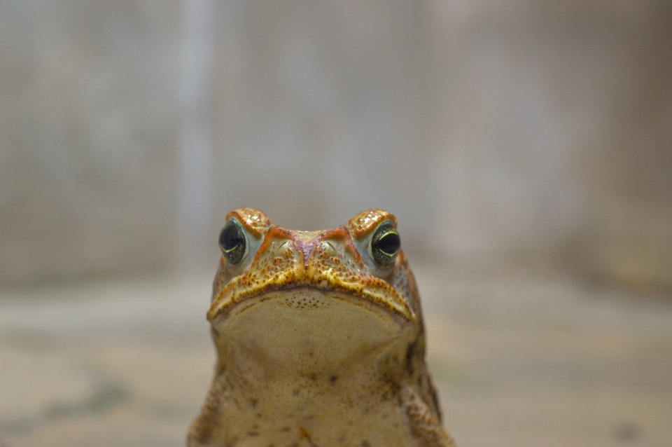 Natur kröte frosch amphibie