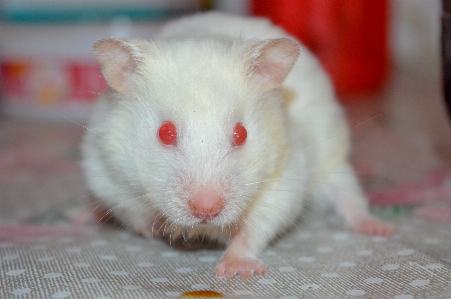 Foto Alam mamalia bertulang belakang
 hamster