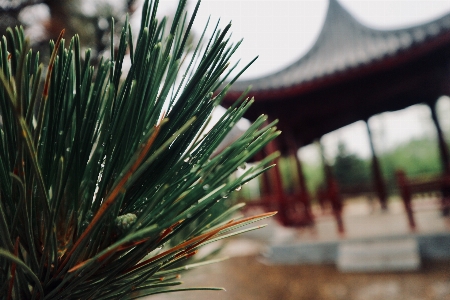 Pine pavilion tree white Photo