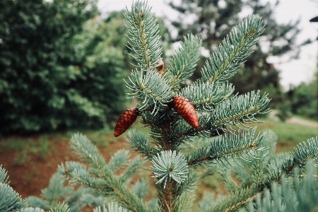 Pine rain shortleaf black spruce columbian Photo