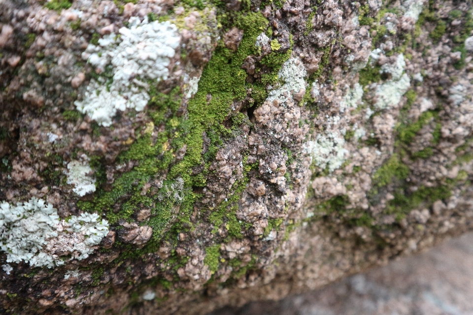 Rain moss plant flower