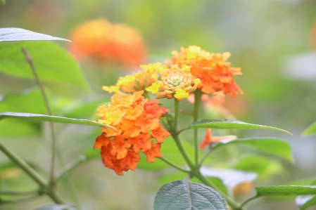 Blume blühende pflanze
 anlage orange Foto