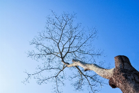 Foto árbol rama cielo azul