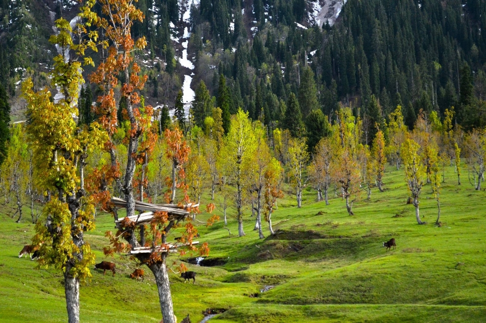 Natura albero larix lyallilarice subalpino
 paesaggio naturale
