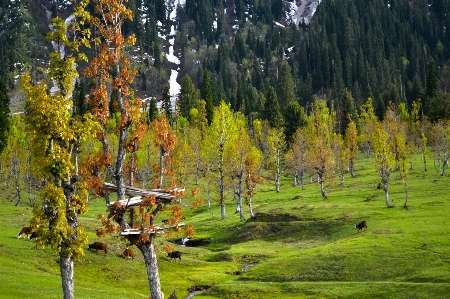 Nature tree larix lyalliisubalpine larch natural landscape Photo