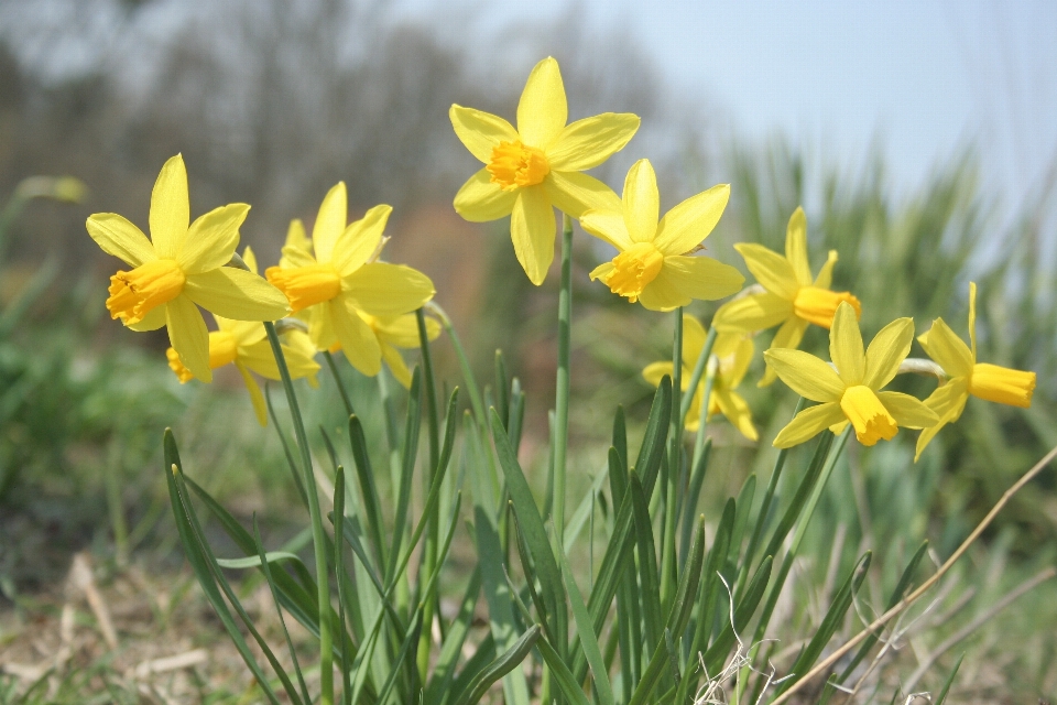 Natur blume gelb grün