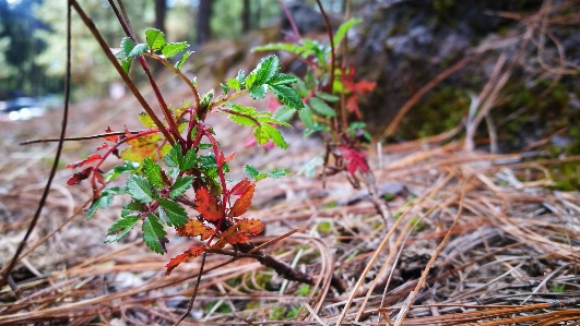 Leaf flower plant spring Photo