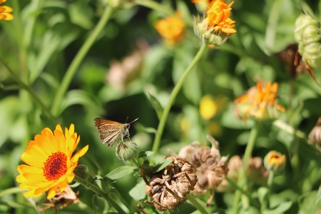 Butterfly summer closeup orange Photo