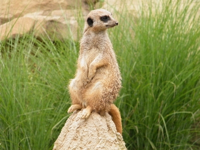 Foto Animal jardim zoológico suricato vertebrado
