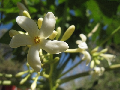 Flower plant white botany Photo