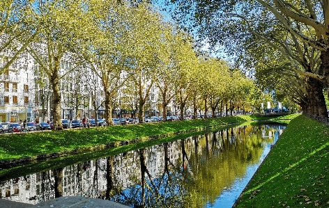 Green tree body of water canal Photo