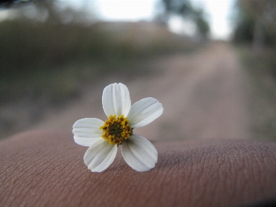 Foto árvore florescer verão flores brancas
