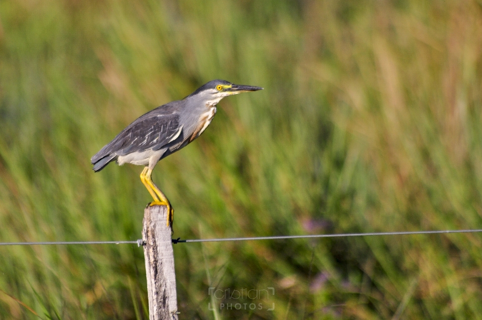 Aves pájaro vertebrado
 pico