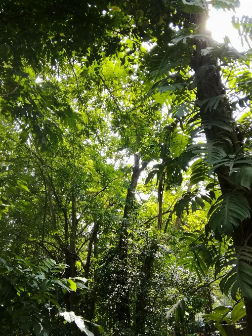 Wald bäume sonnenlicht baum