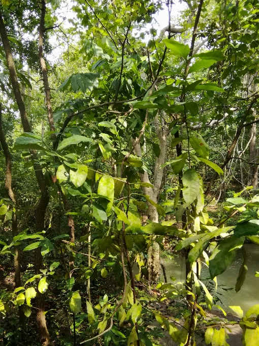 Forest trees sunlight plant