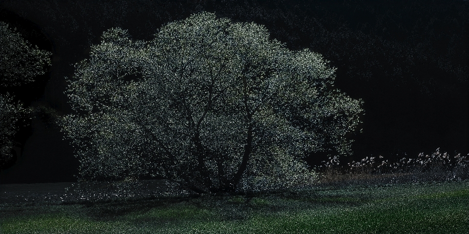 Obscurité
 forêt arbre prairie
