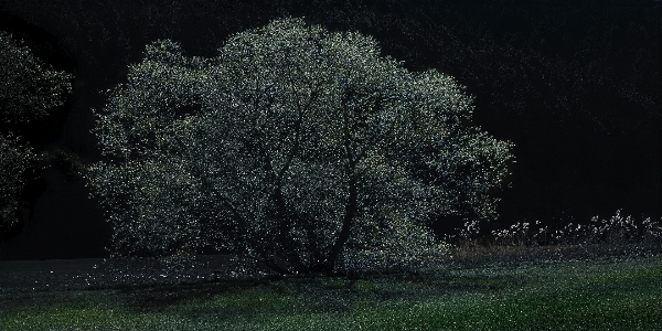 Darkness forest tree meadow Photo