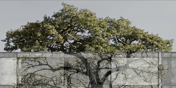 Wall concrete tree shadow Photo