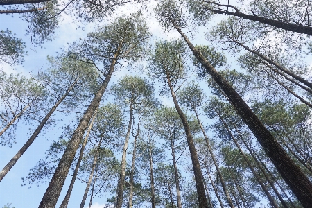 Tree woody plant natural environment Photo