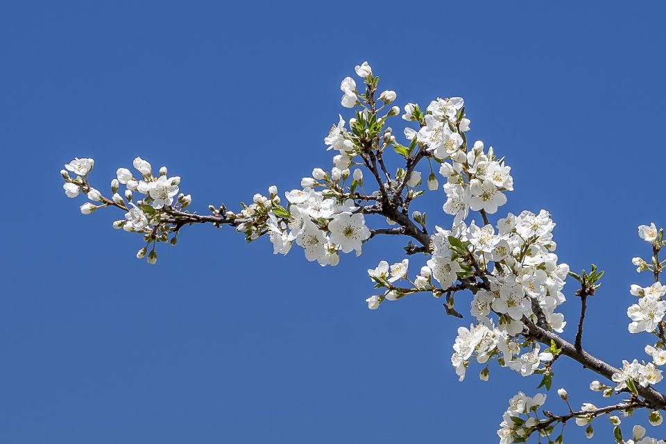 Printemps pétales
 arbre fleur