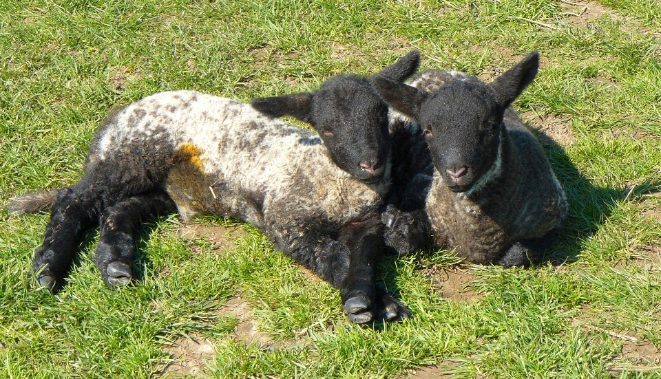 Lambs vertebrate sheep terrestrial animal