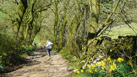 Daffodils footpath nature trail Photo