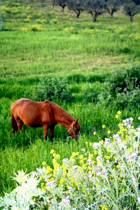 Caballo naturaleza túnez pastar
