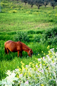 Horse nature tunisia pasture Photo