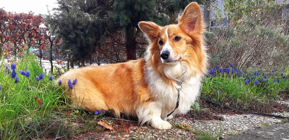 Welshcorgi corgi dog mammal