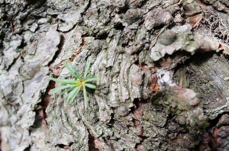 Nature trunk tree leaf Photo