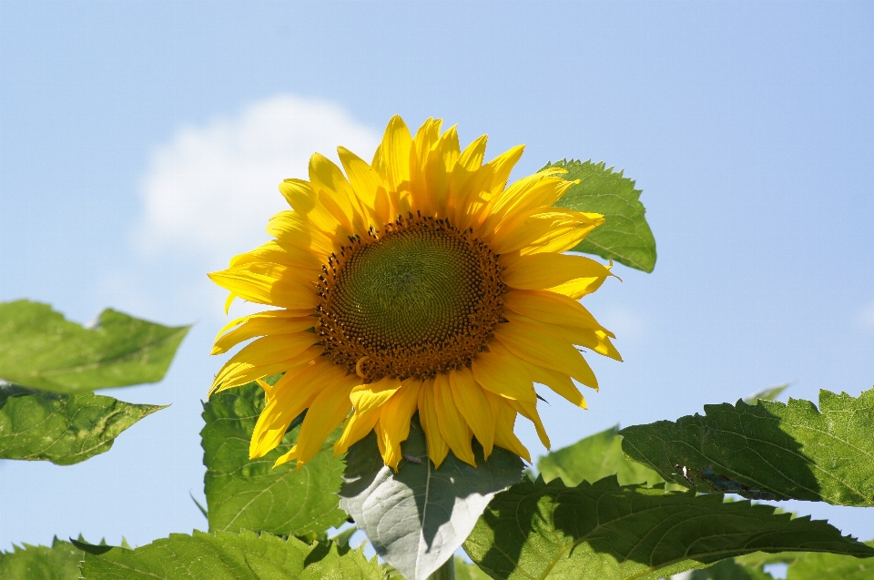 Natura fiore girasole pianta fiorita
