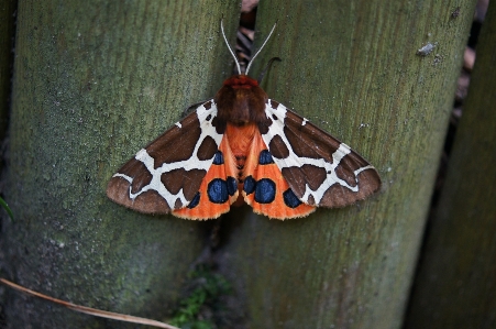 Nature moths and butterflies moth cynthia subgenus Photo